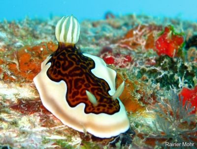 Schnecke