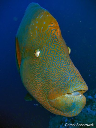 Napi