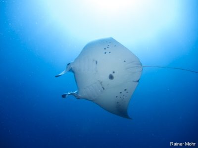 Manta