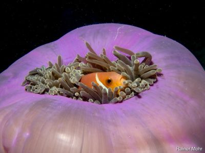 Anemone mit Fisch