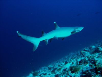 Whitetip