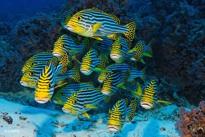 Sweetlips