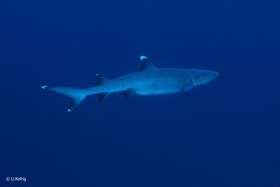Whitetip Shark