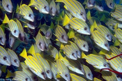 Snapper
