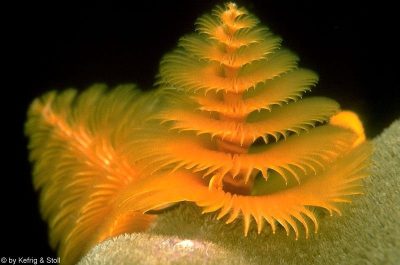 Xmas Tree