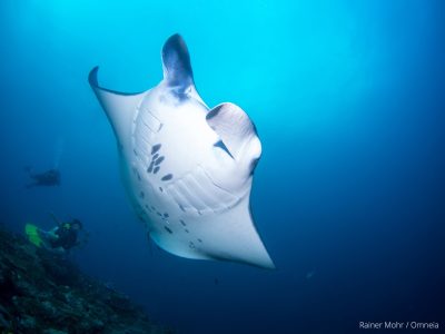 Manta mit Tauchern