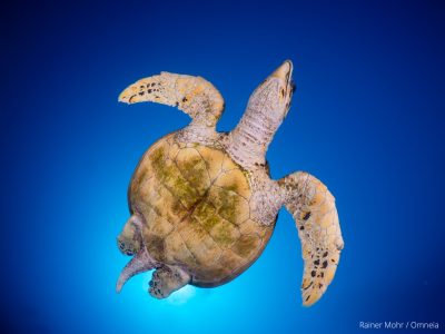 unechte Karettschildkröte