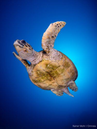 unechte Karettschildkröte