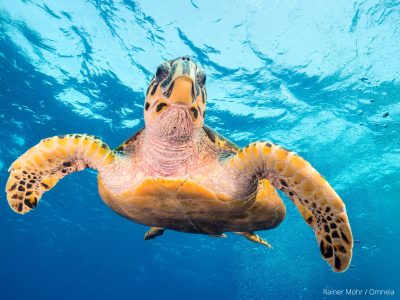 unechte Karettschildkröte