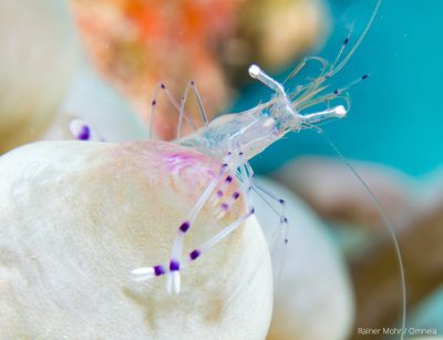 Garnele auf Anemonententakel