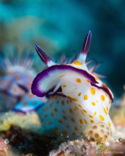 Partner Risbekia Nacktschnecke