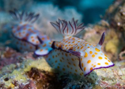 Partner Risbekia Nacktschnecke