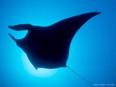Mantarochen