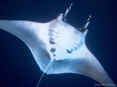 Mantarochen