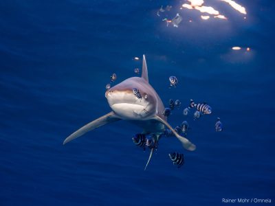 Longimanus
