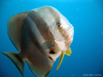 Fledermausfisch