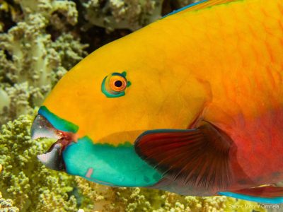 Papageifisch