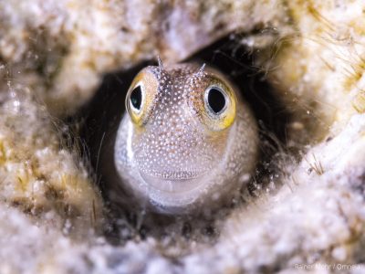 Blennie (Schleimfisch)