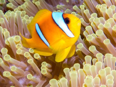 Anemonenfisch