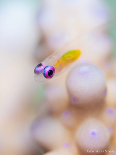Rotaugengrundel