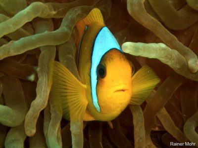 nemo